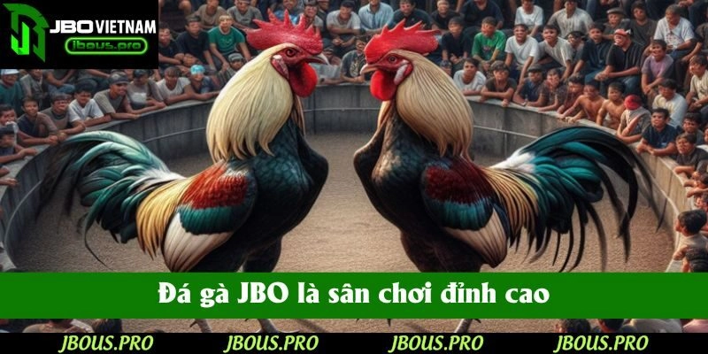 Đá gà JBO là sân chơi đỉnh cao cho những sư kê chuyên nghiệp